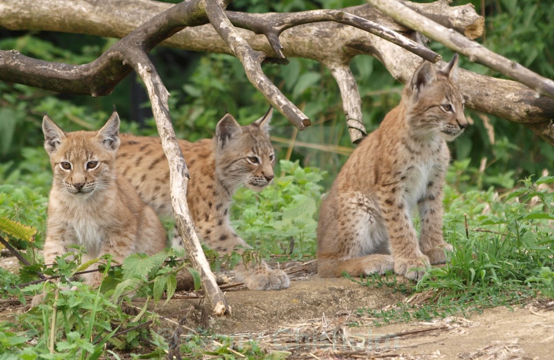 "Three's a crowd" stock image