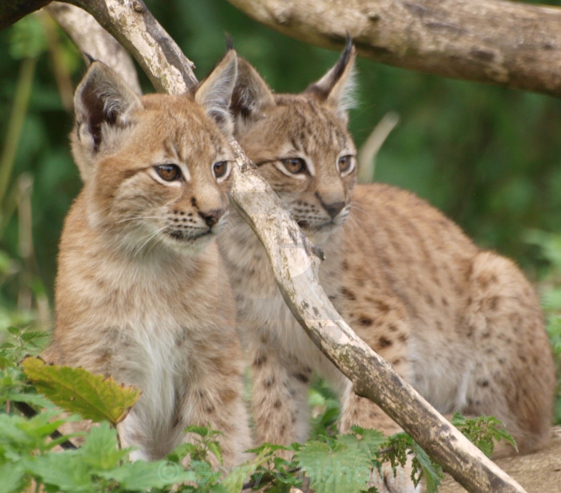 "Seeing double" stock image