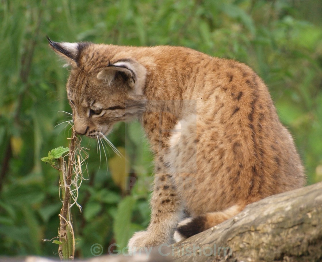 "Curious" stock image