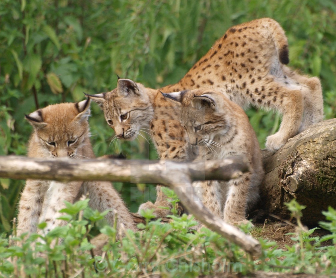 "Just the three of us" stock image