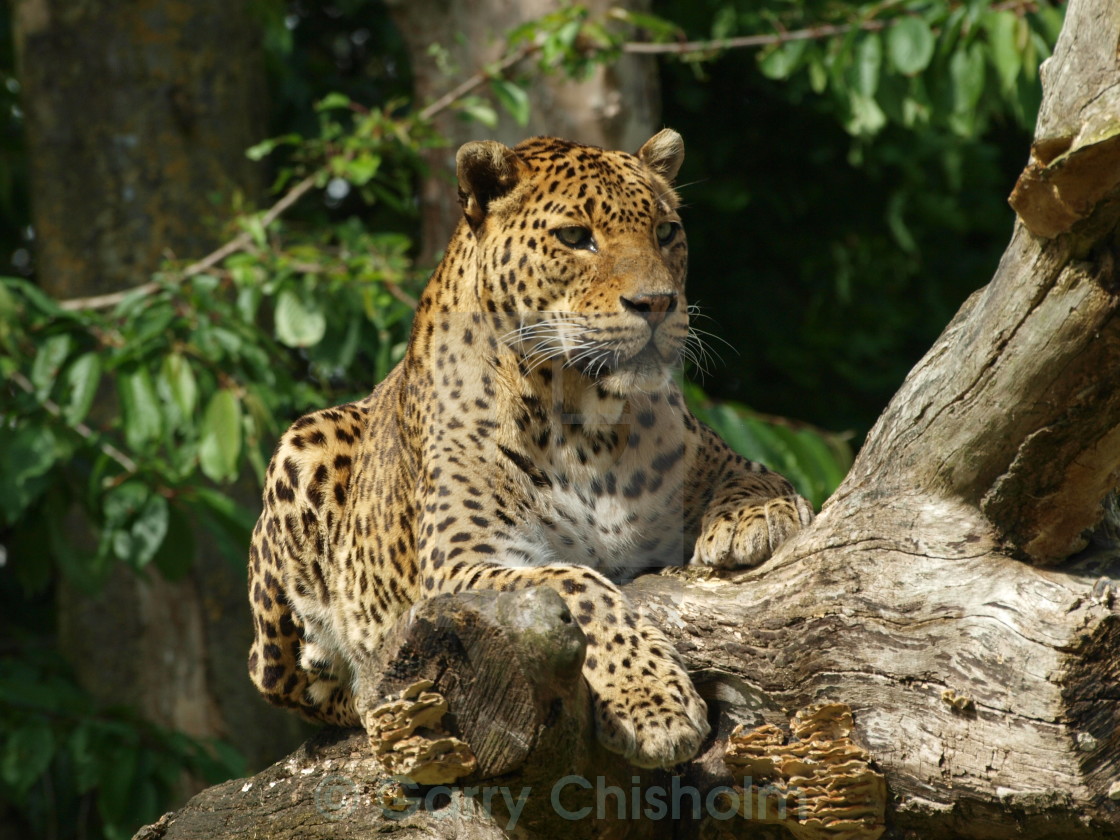 "Tree Lookout" stock image