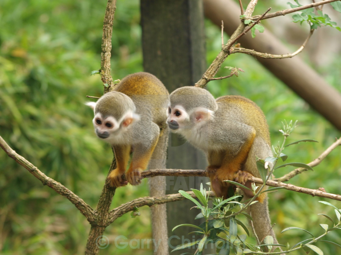 "Squirrel Monkeys" stock image