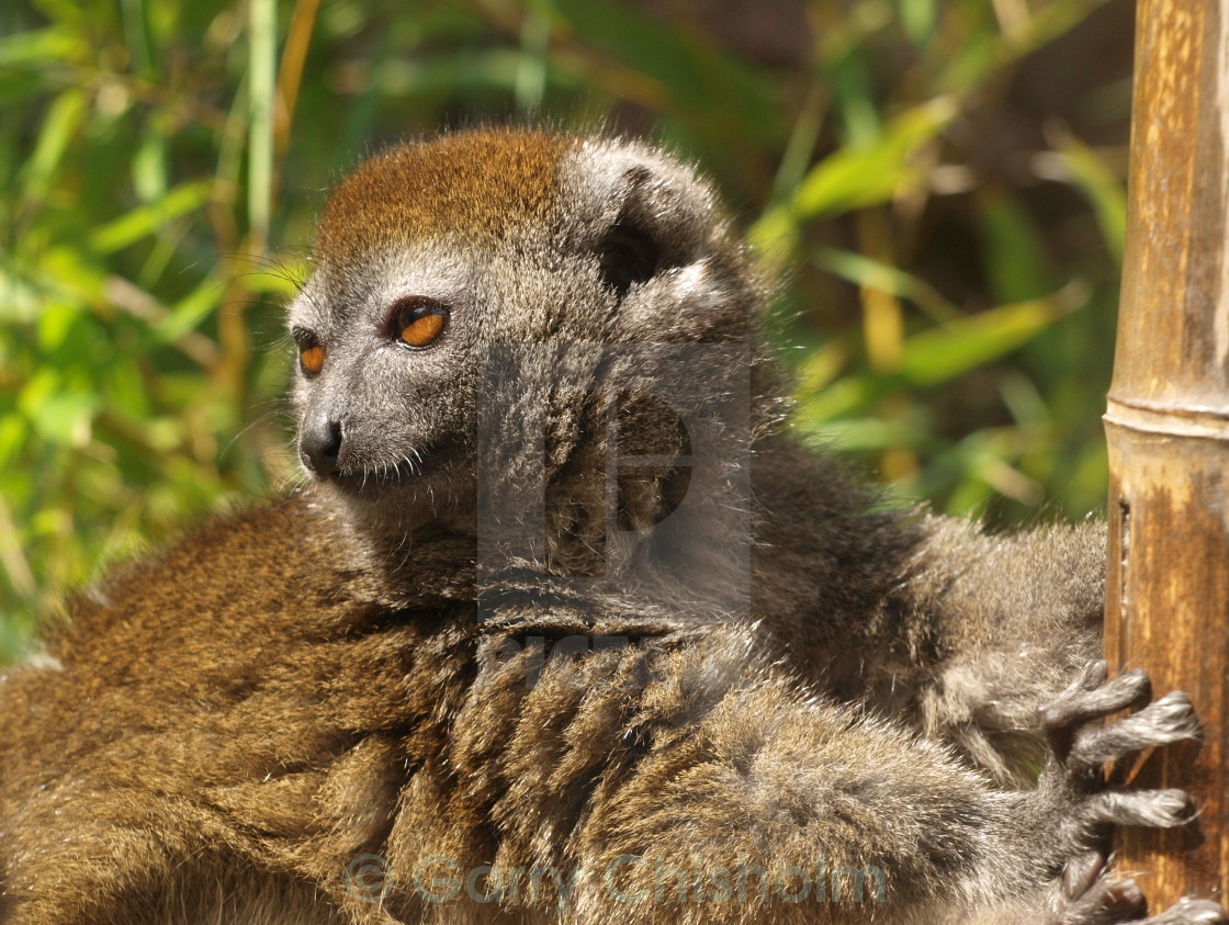 "Cuddly Lemur" stock image