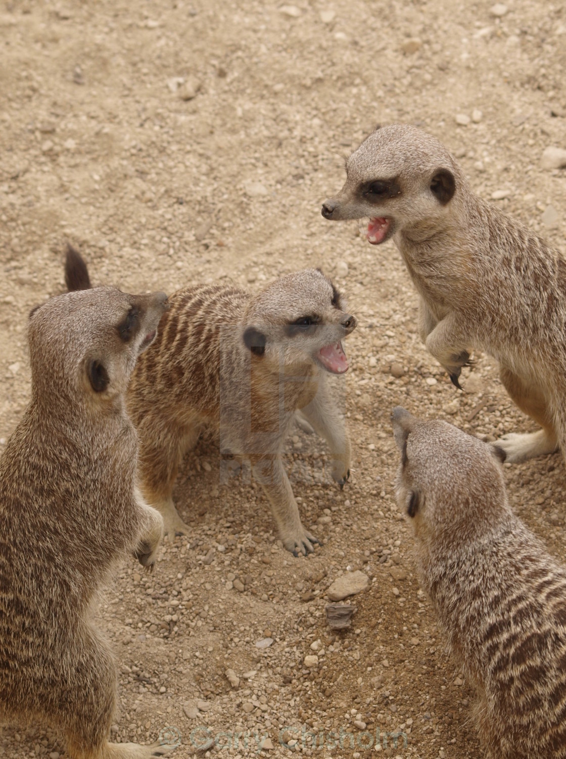 "Meerkat choir" stock image