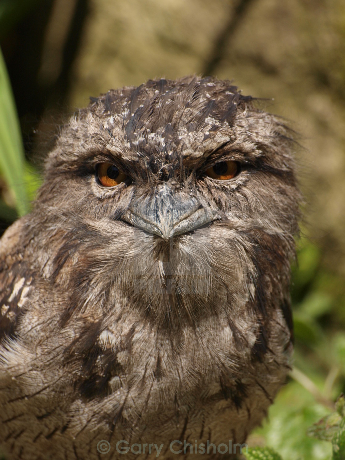 "Frogmouth" stock image