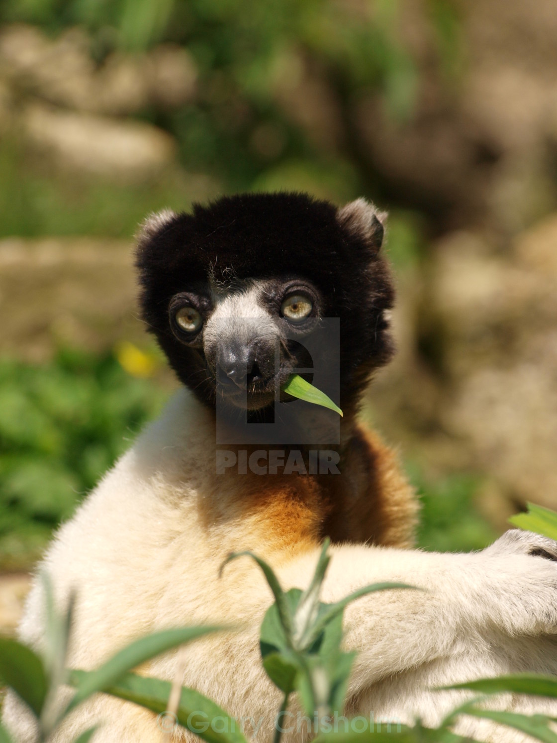 "Salad dinner" stock image