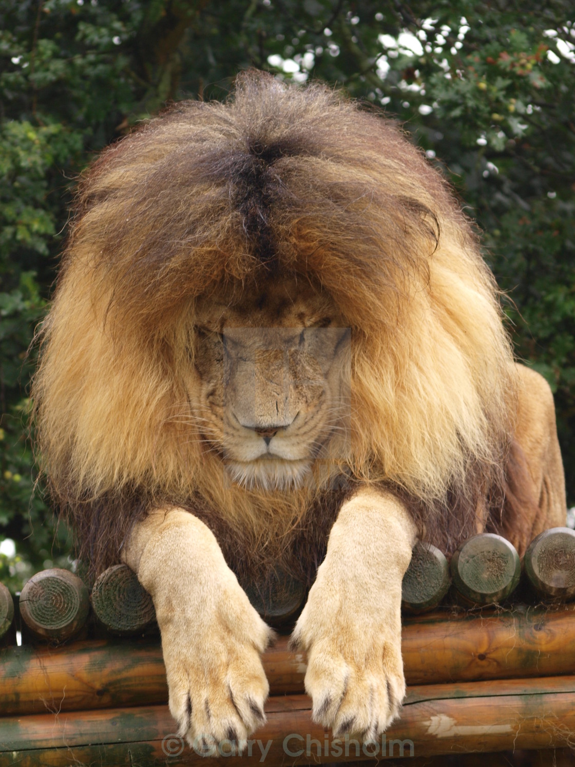 "Sleepyhead" stock image