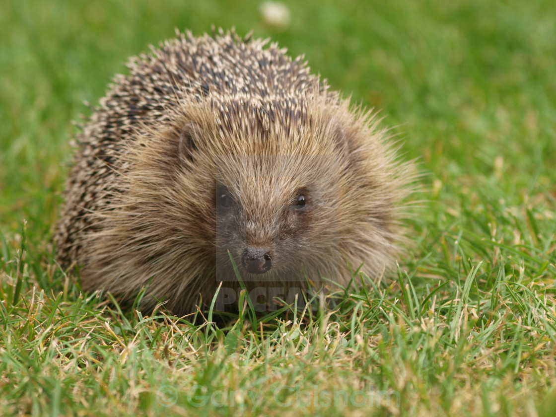 "Hedgehog" stock image