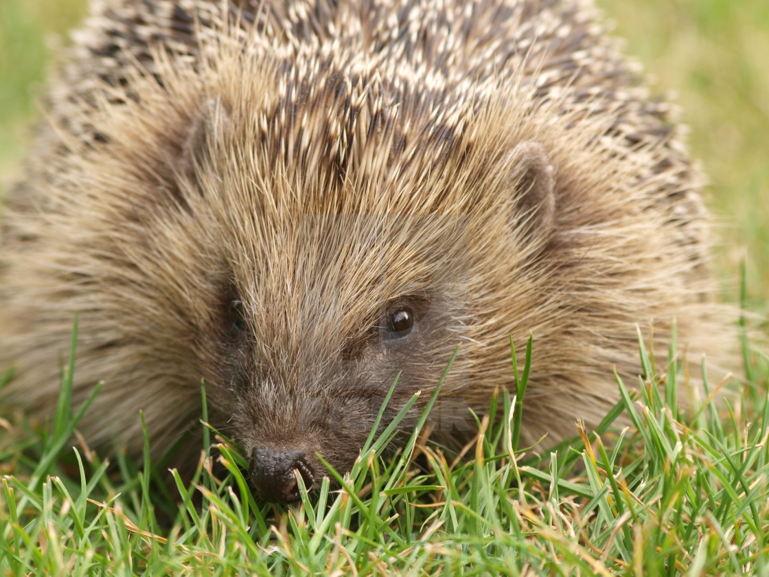 "Prickles" stock image