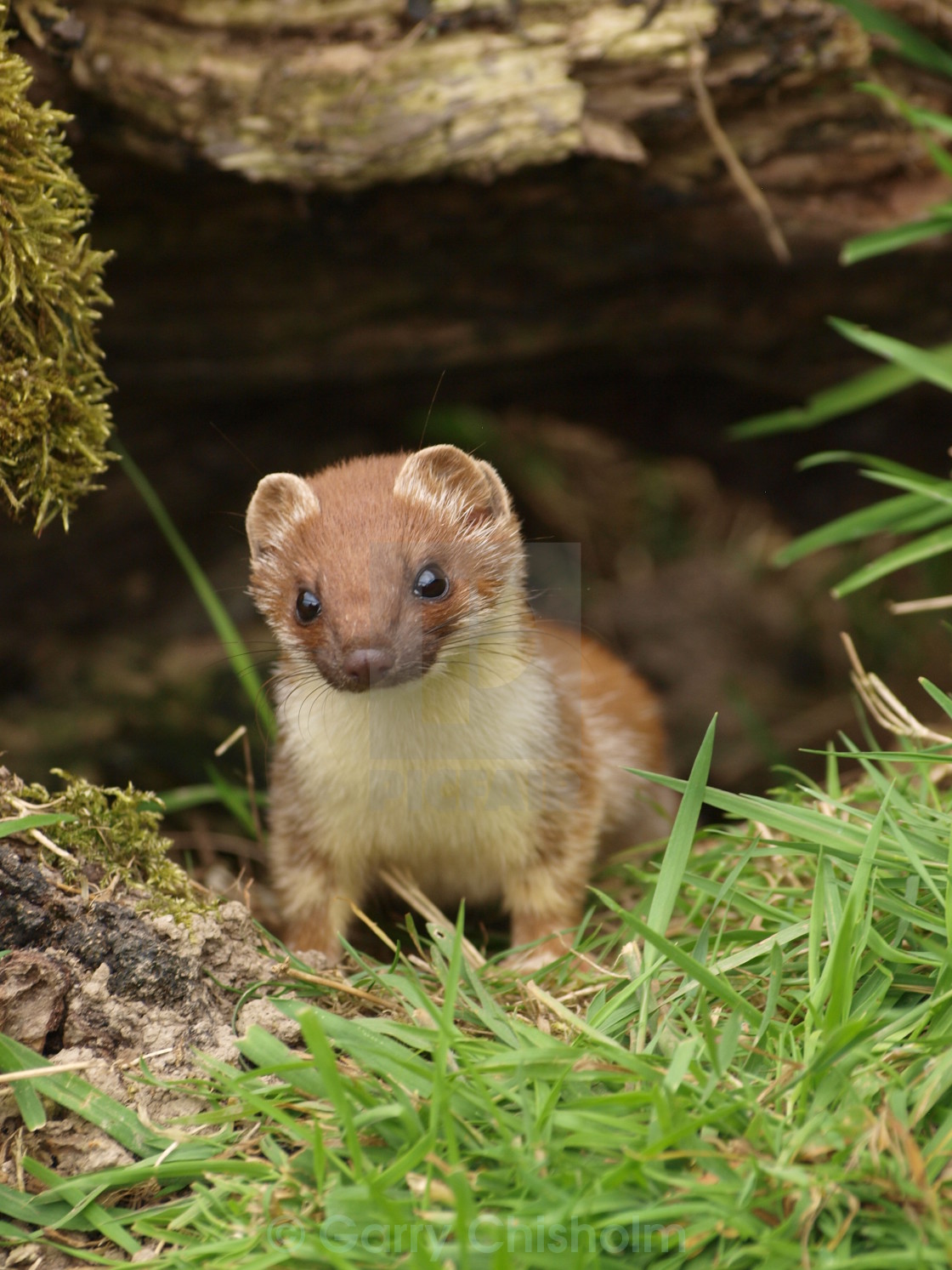 "Stoat" stock image