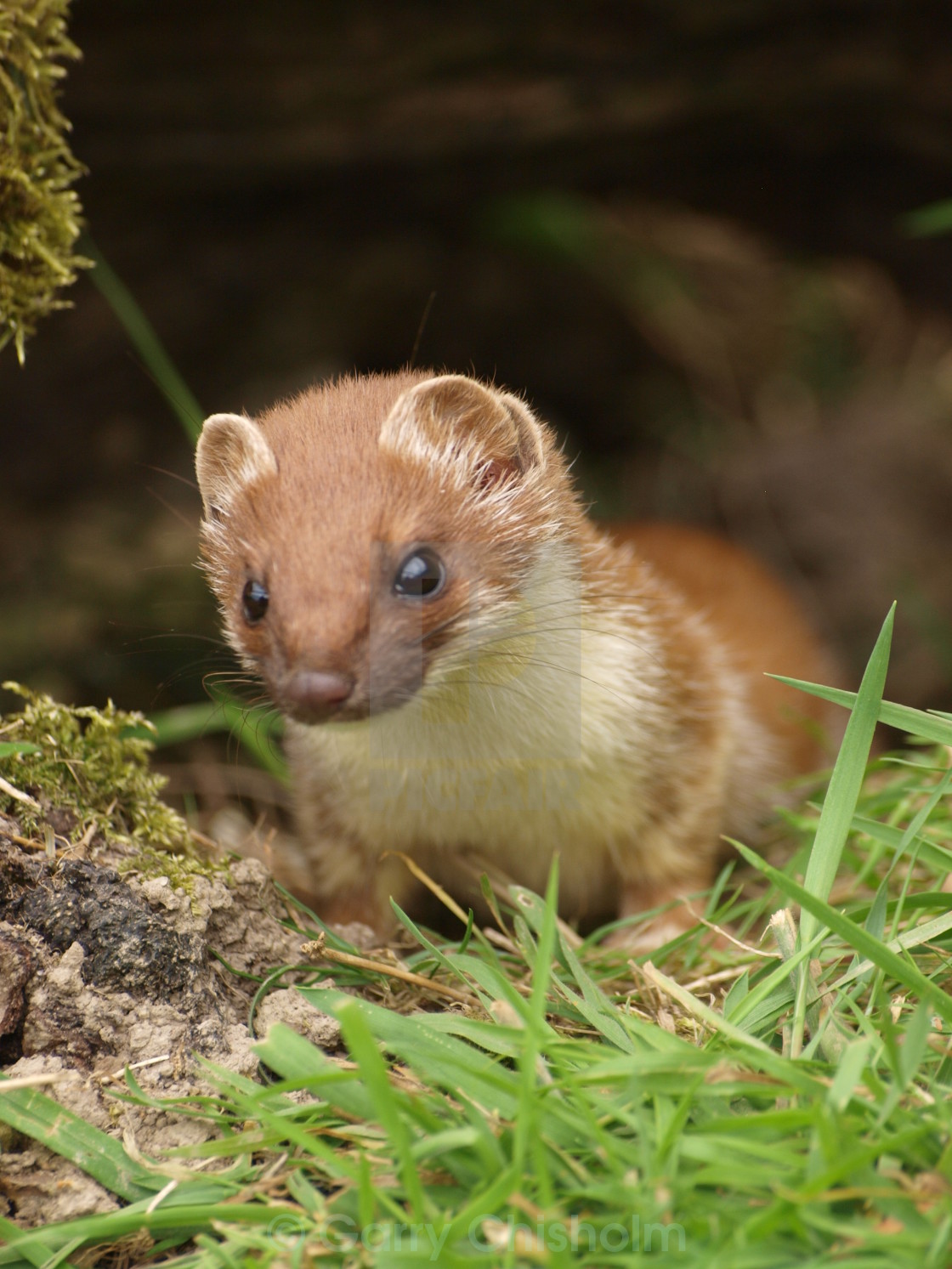 "The stoat" stock image