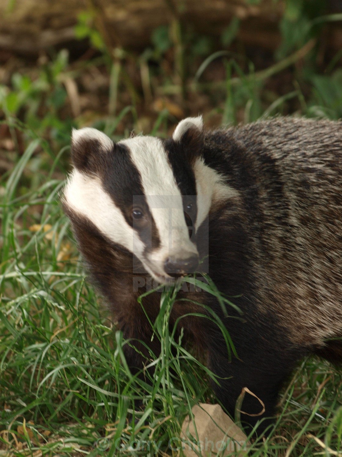 "Badger" stock image