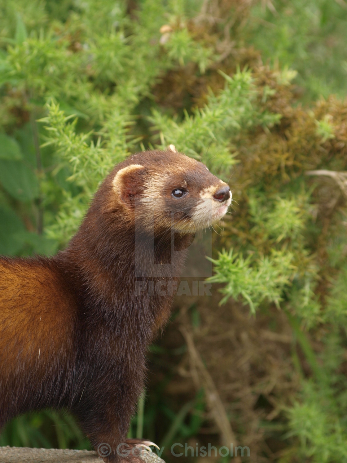 "Polecat" stock image