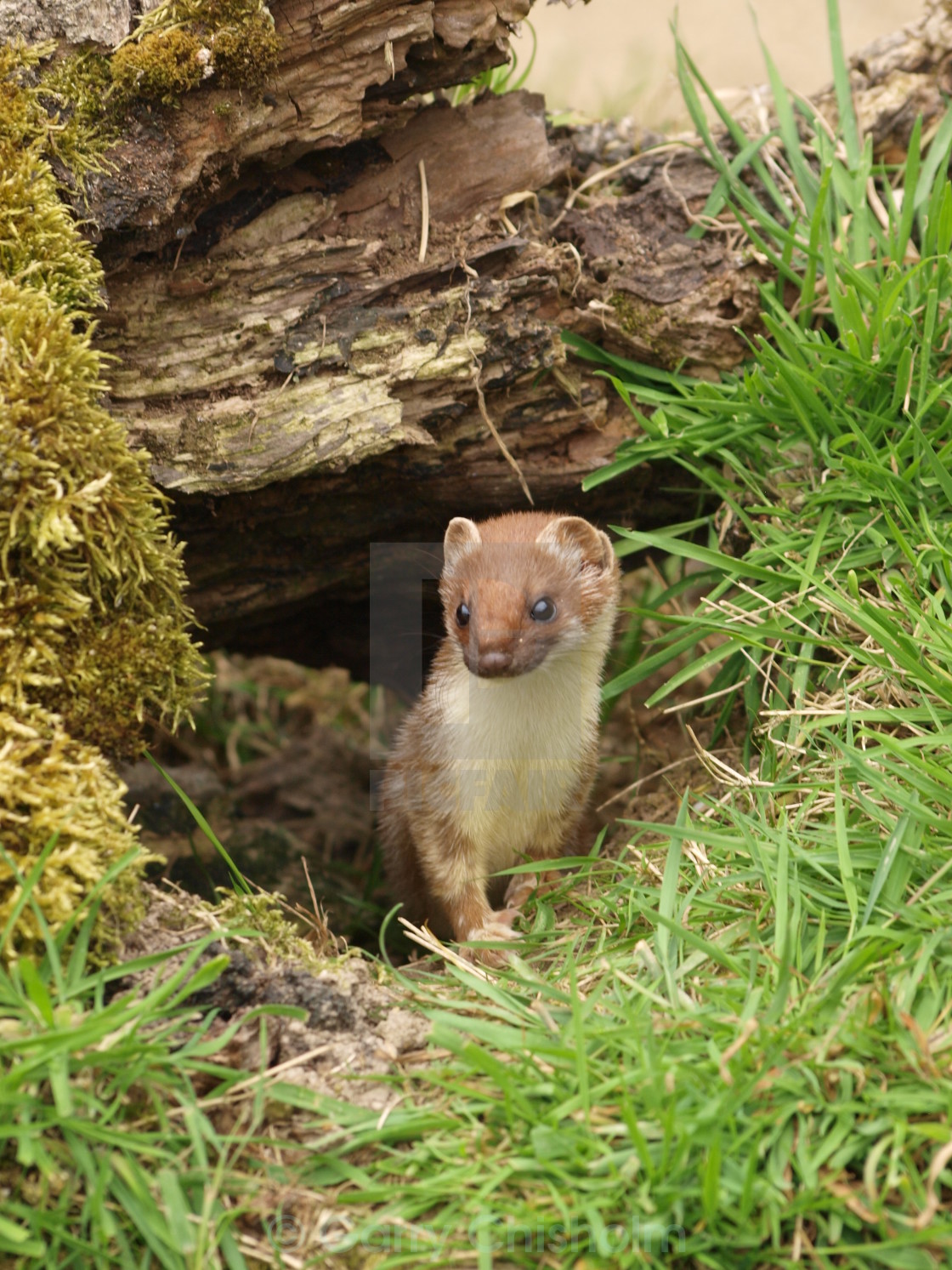 "Head stoat" stock image