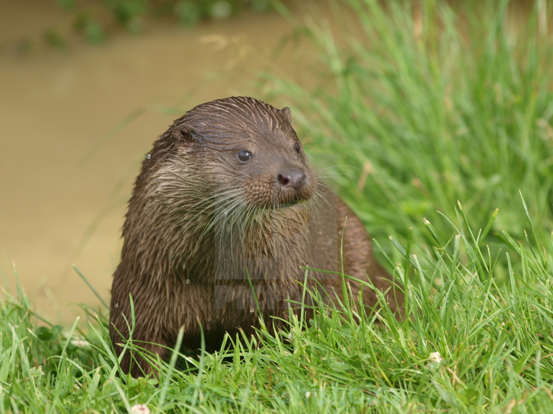 "Otter" stock image