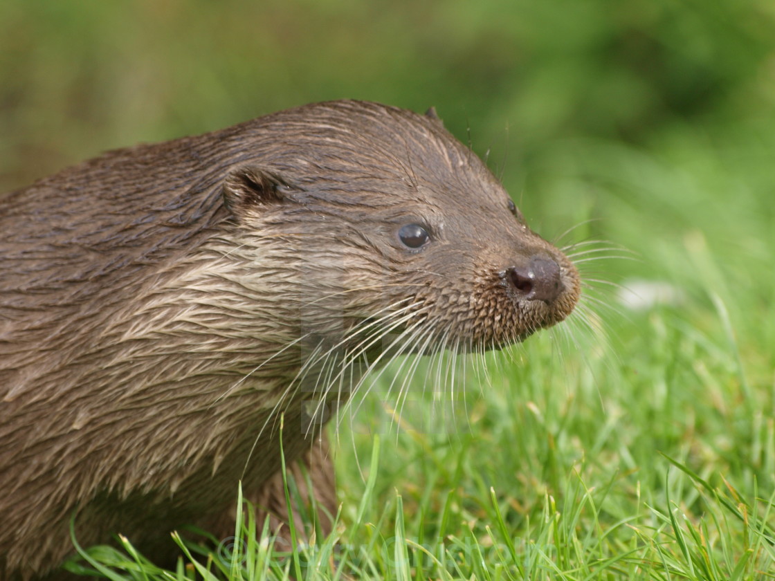 "Otter close up" stock image