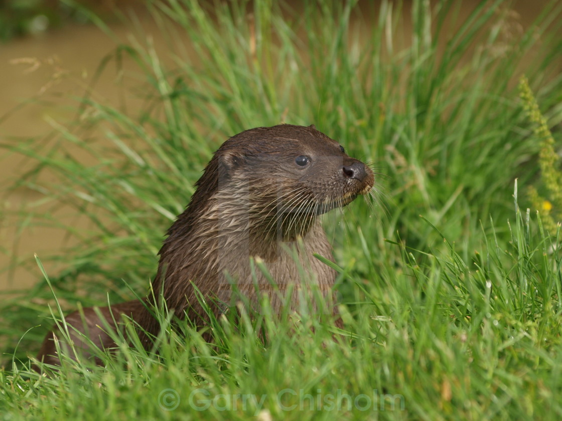 "British Otter" stock image