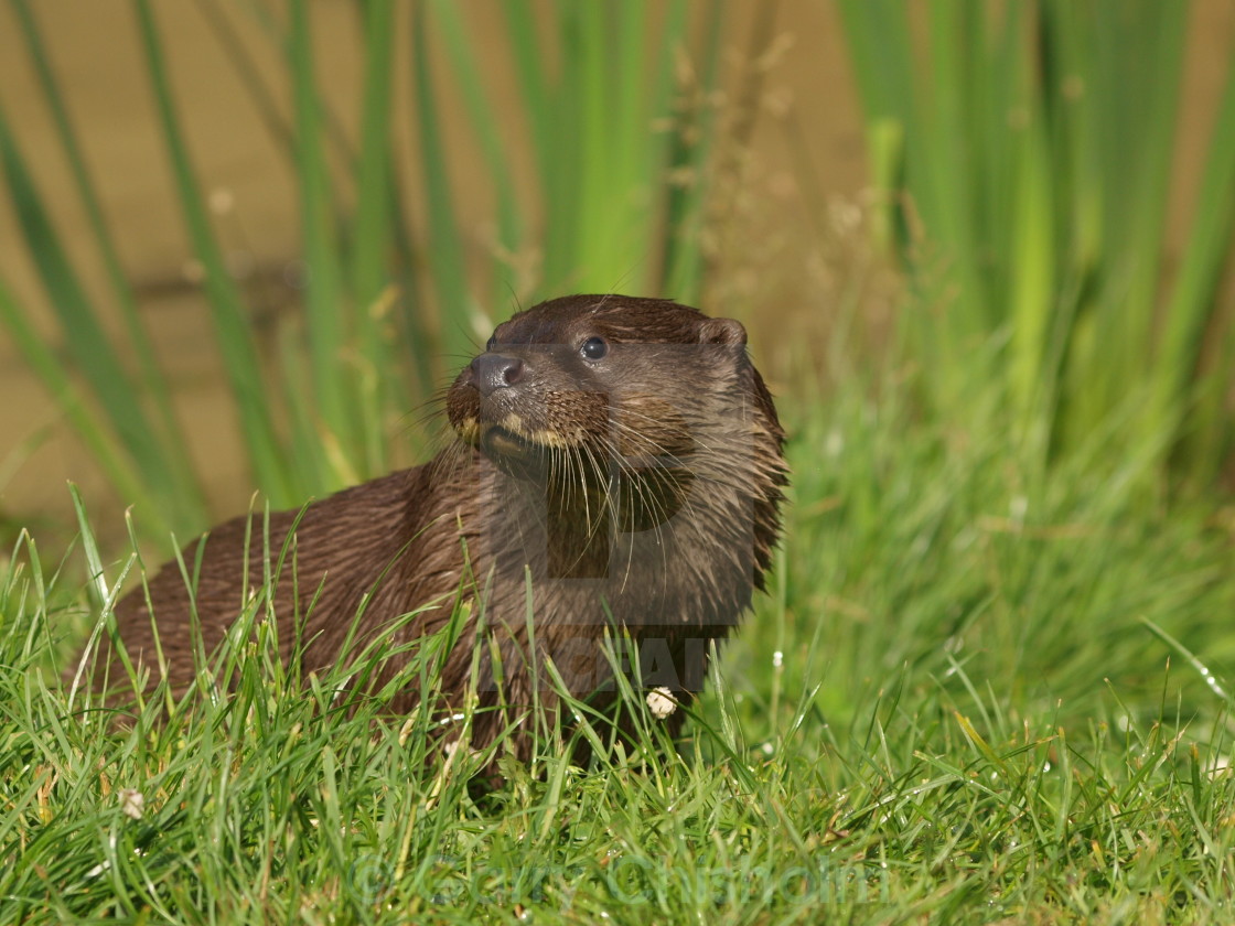 "The British Otter" stock image