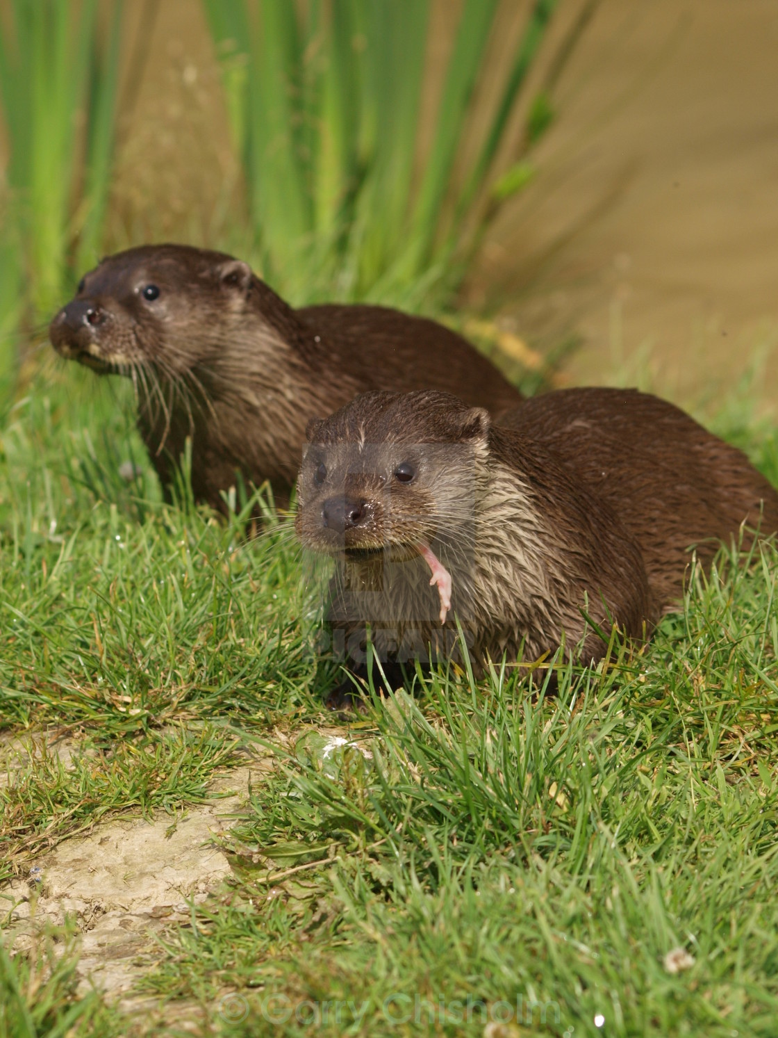 "Otter duo" stock image