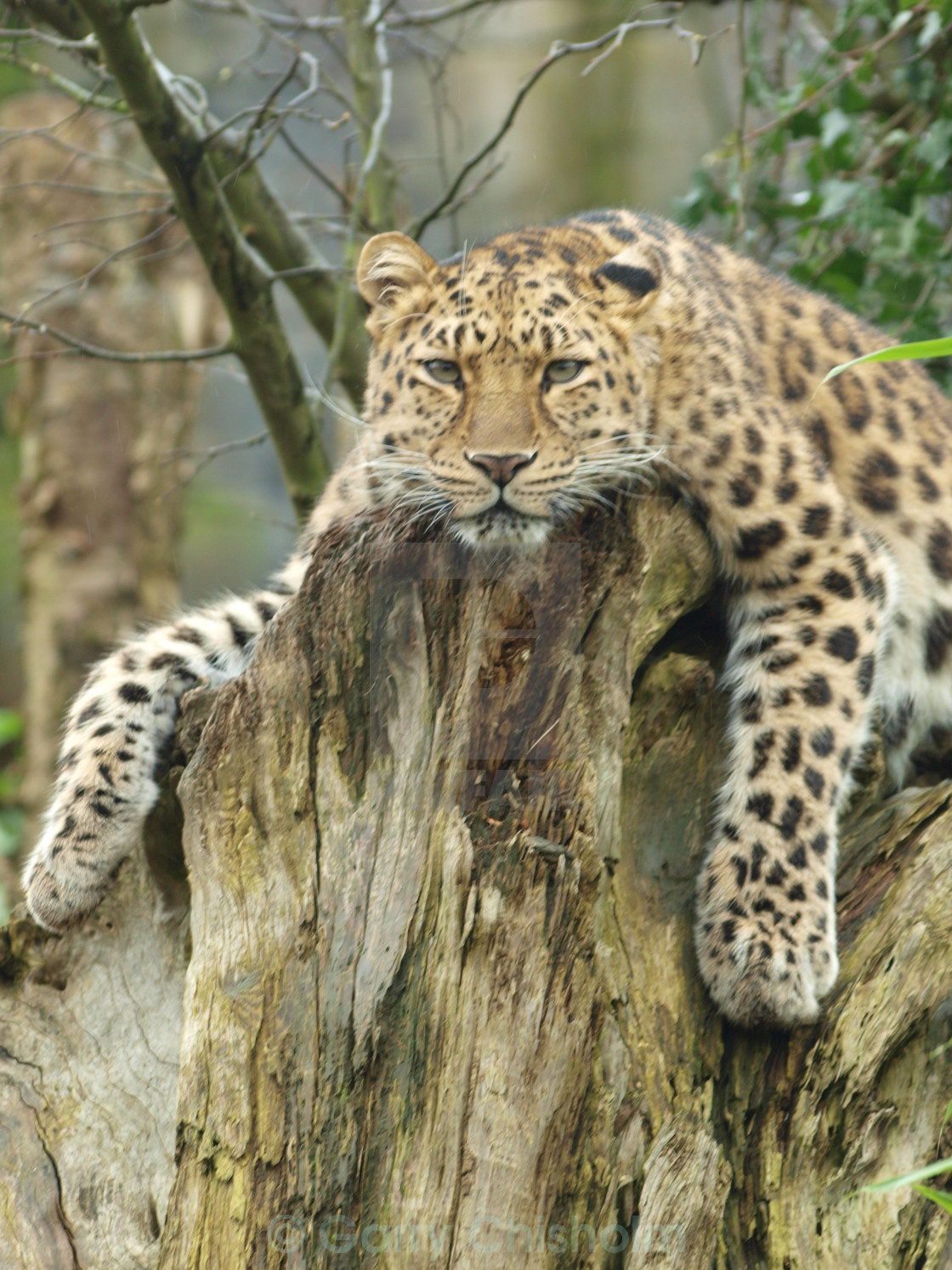 "Chilled cat" stock image