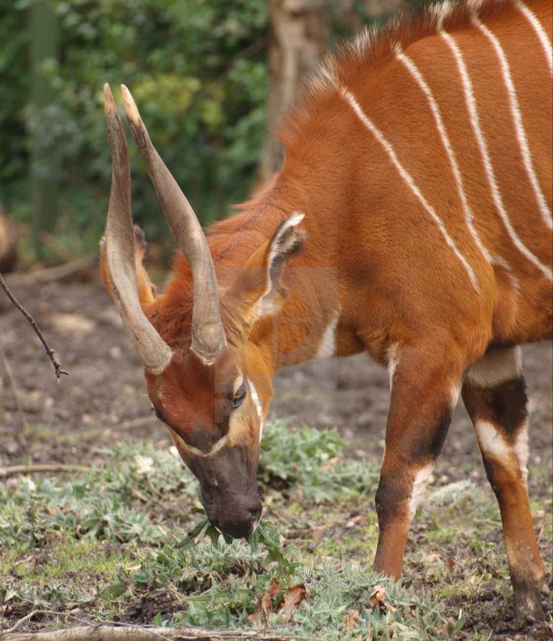 "Bongo" stock image