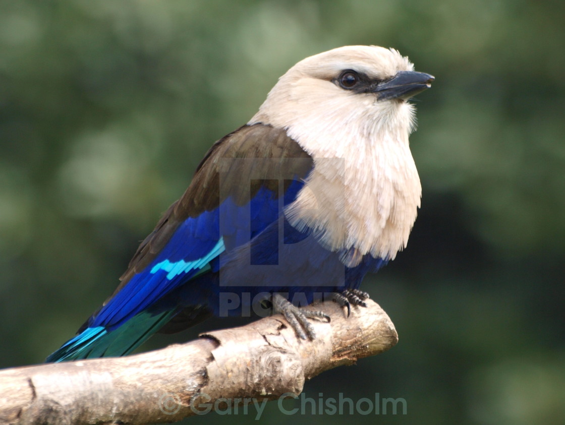 "Bluebird" stock image