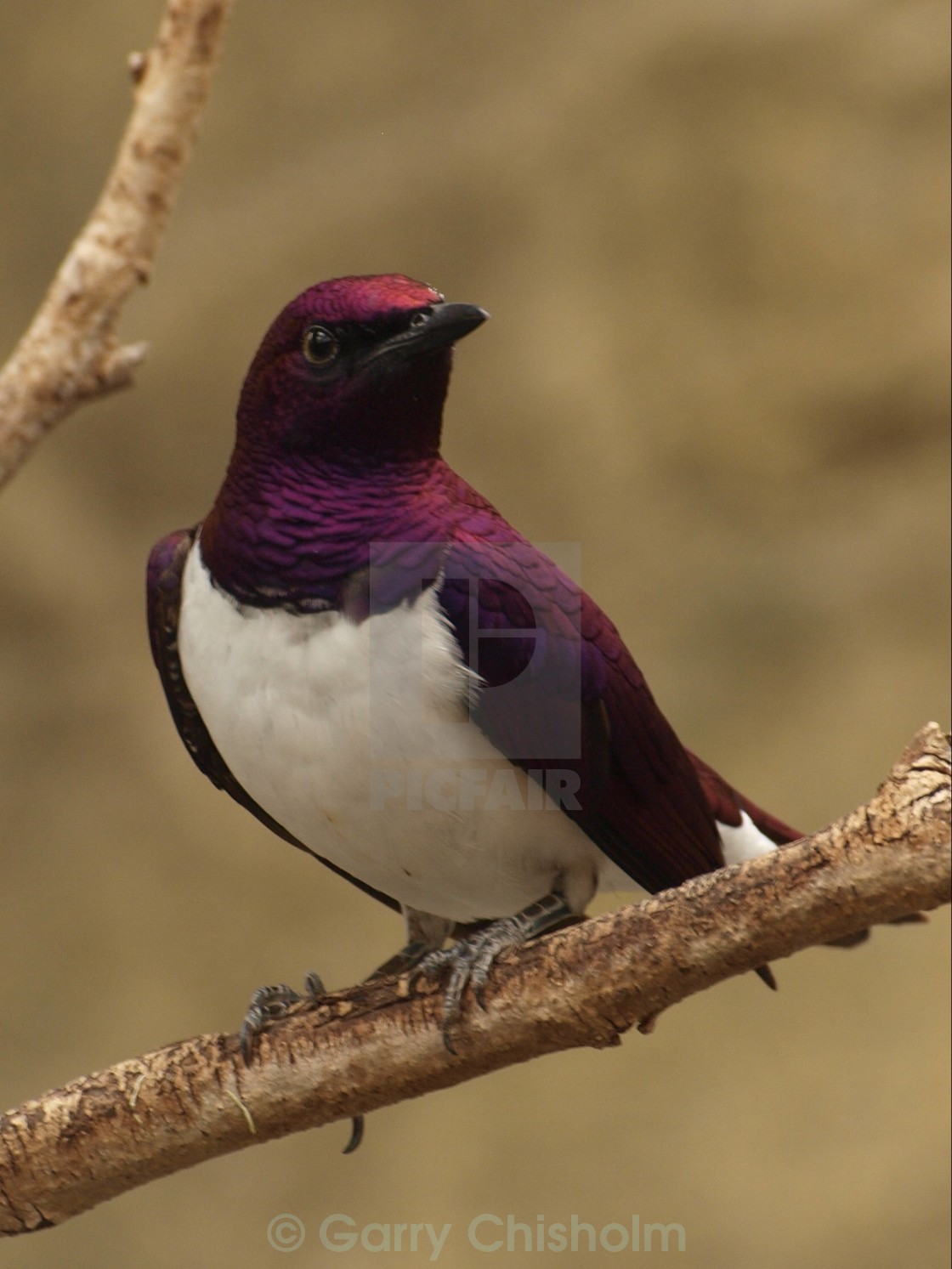 "Violet backed Starling" stock image