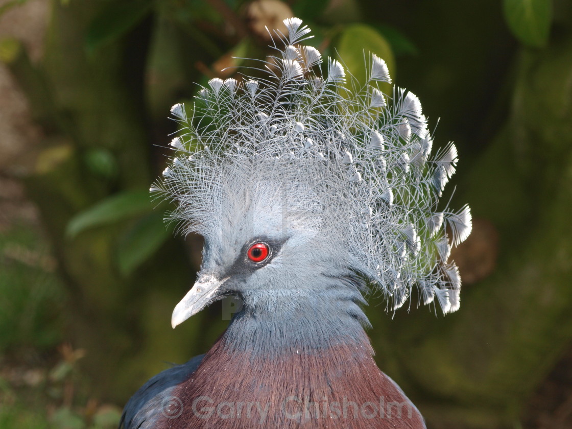 "Crowned Victoria Pigeon" stock image