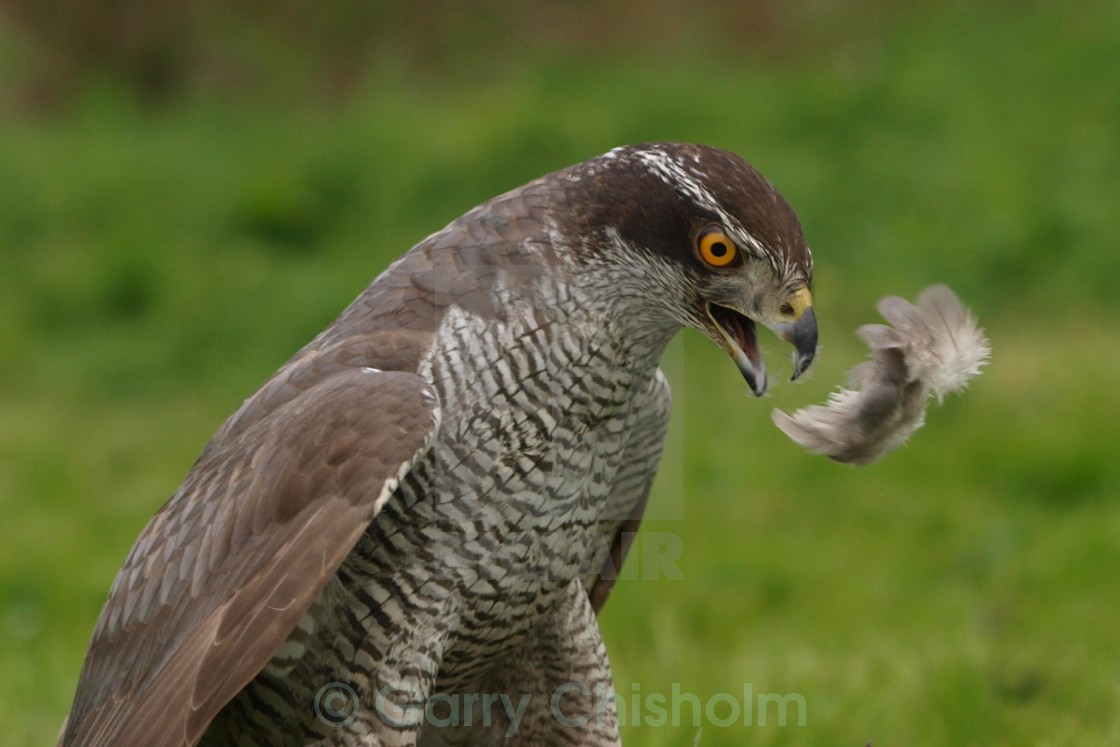 "Spitting feathers" stock image