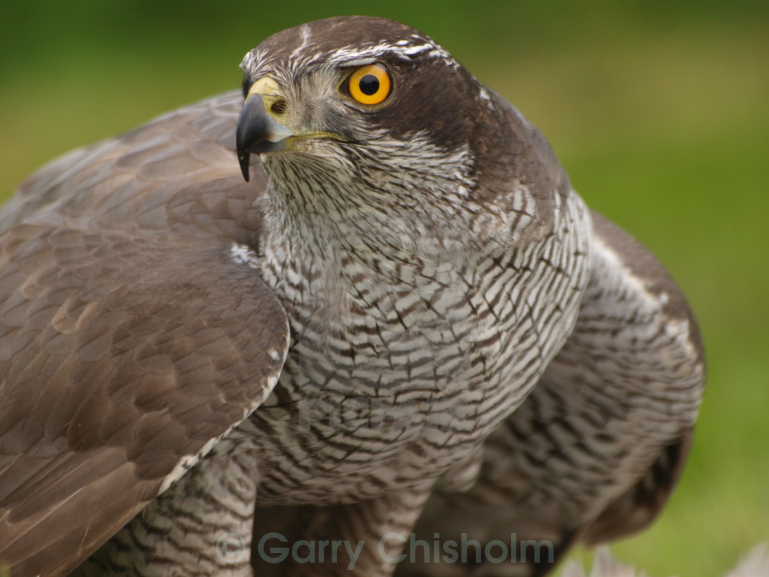 "Goshawk" stock image