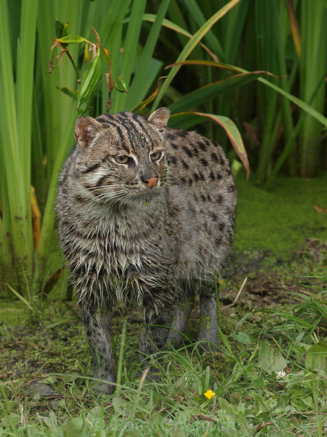 "Fishing Cat" stock image