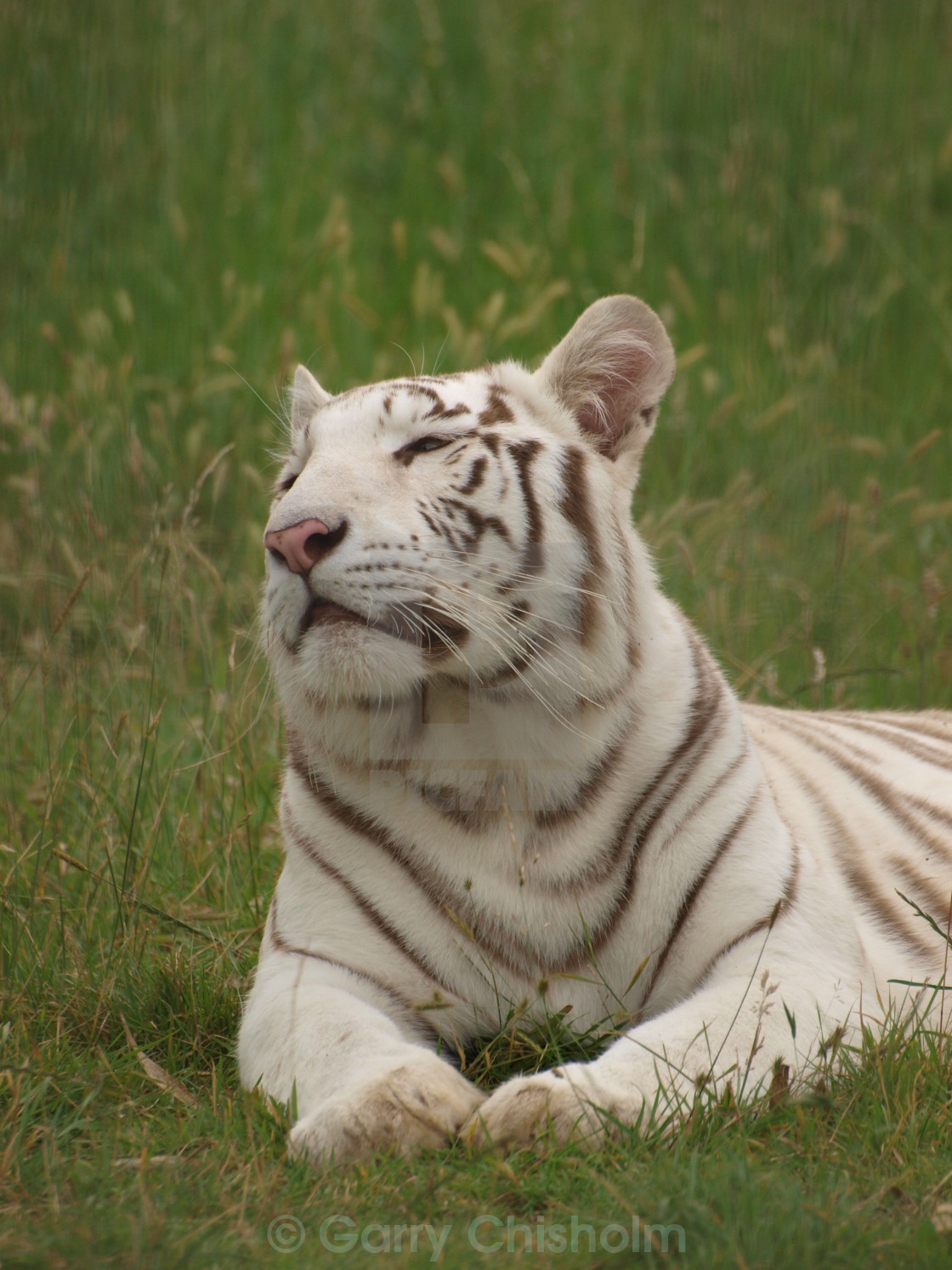 "Shiva" stock image