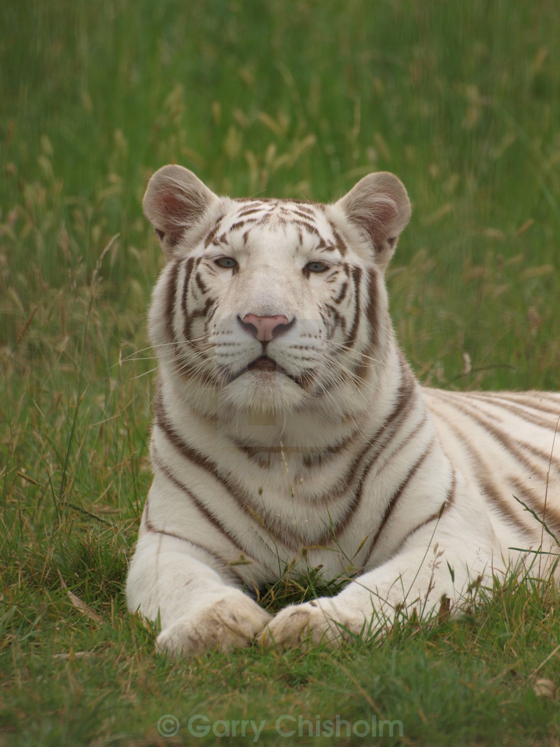 "Female White Tiger" stock image