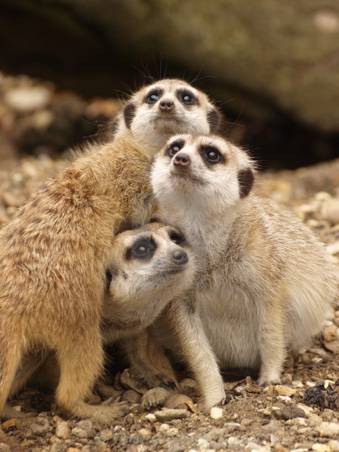 "Group hug" stock image