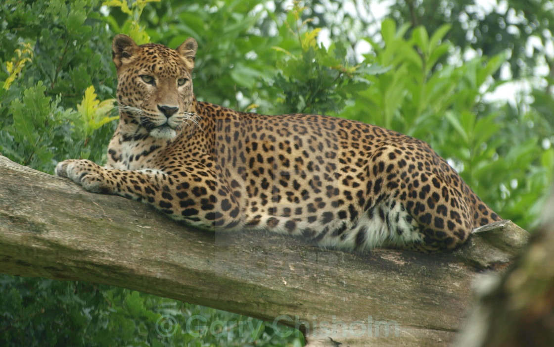 "Treetop cat" stock image