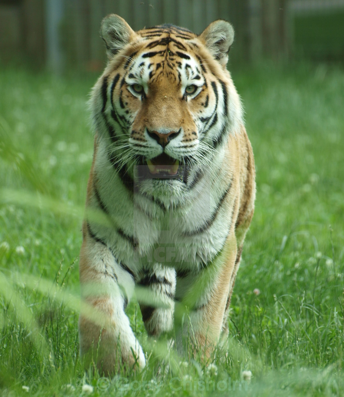 "Stalking Siberian Tiger" stock image