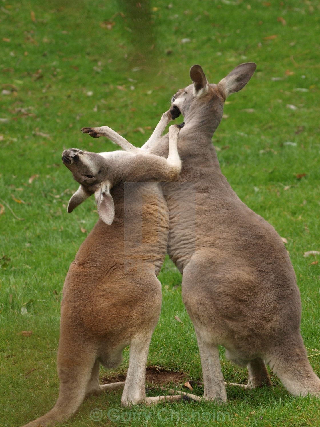 "Kangaroo scrap" stock image