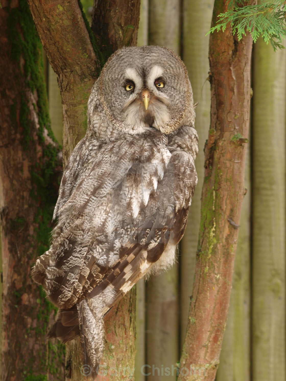 "Great Grey Owl" stock image