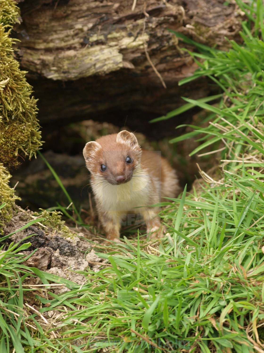 "The Stoat" stock image