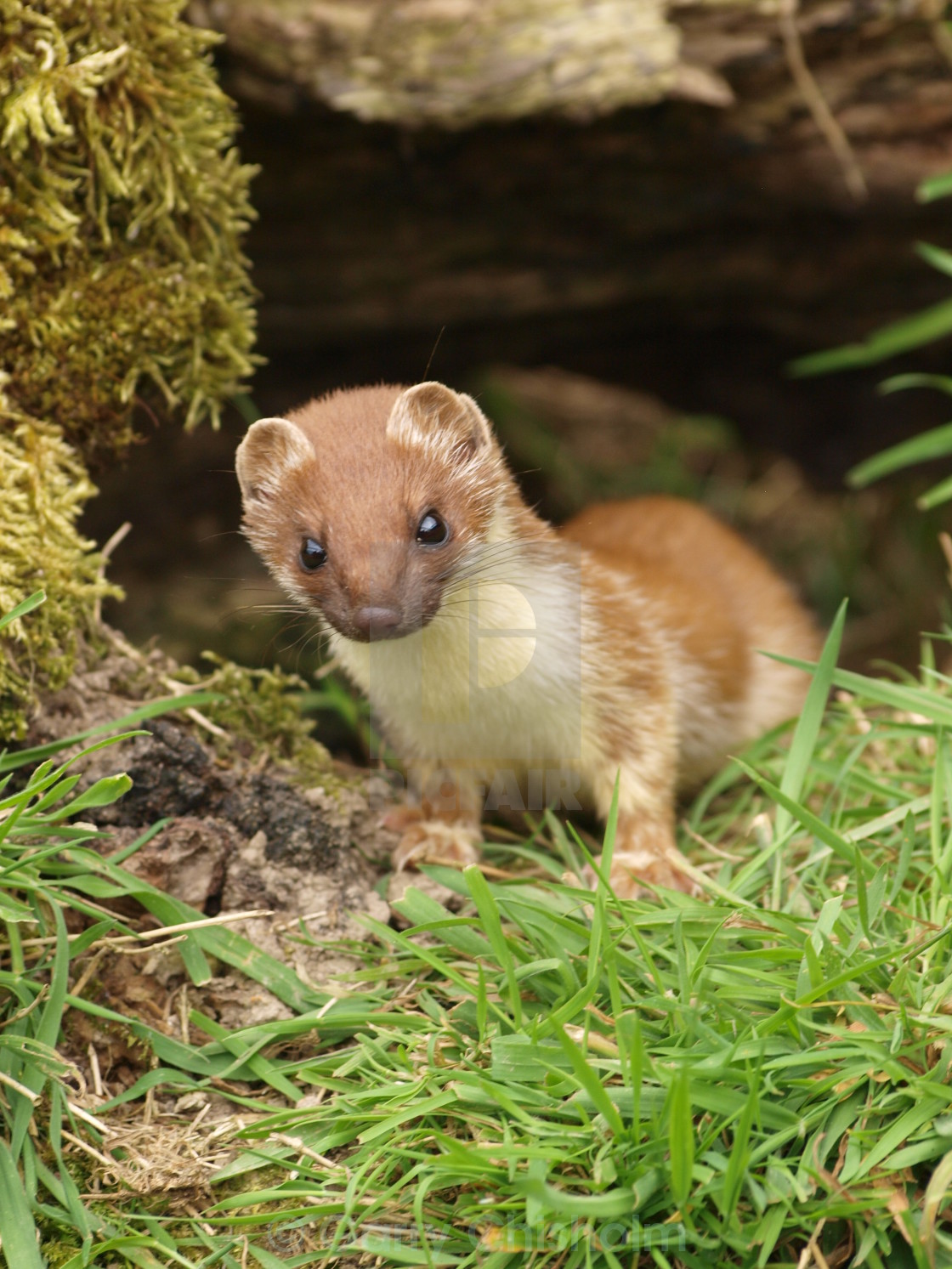 "British Wildlife" stock image