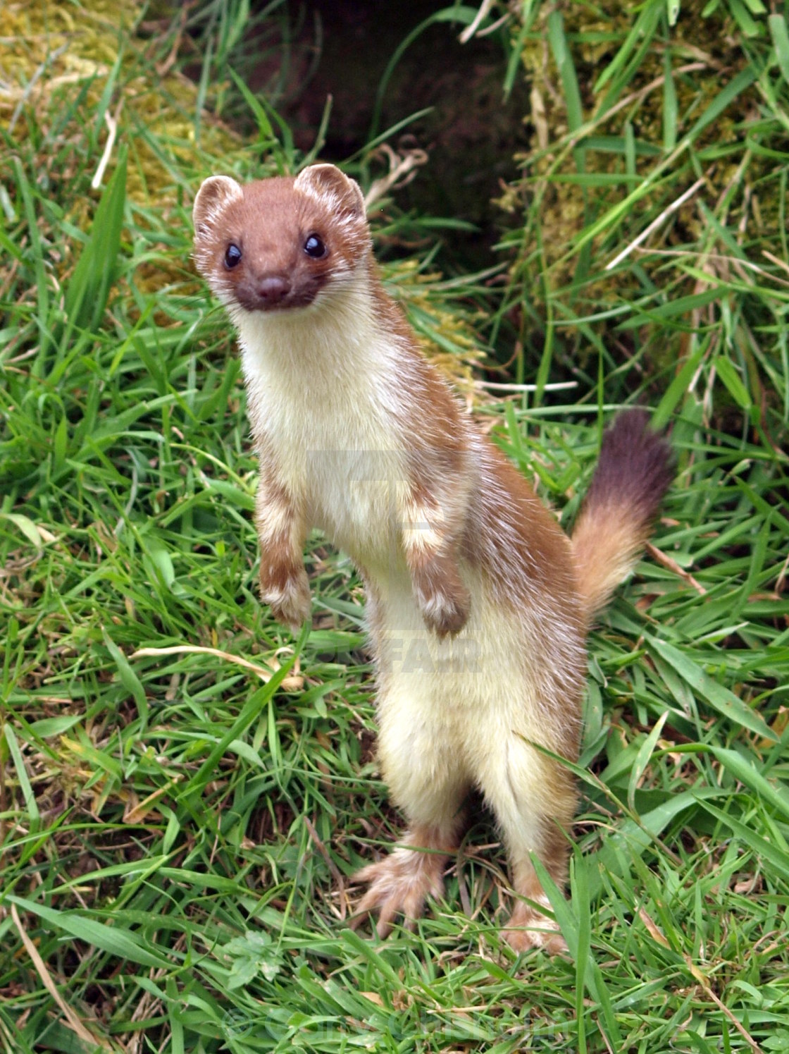 "Stoat alert!" stock image