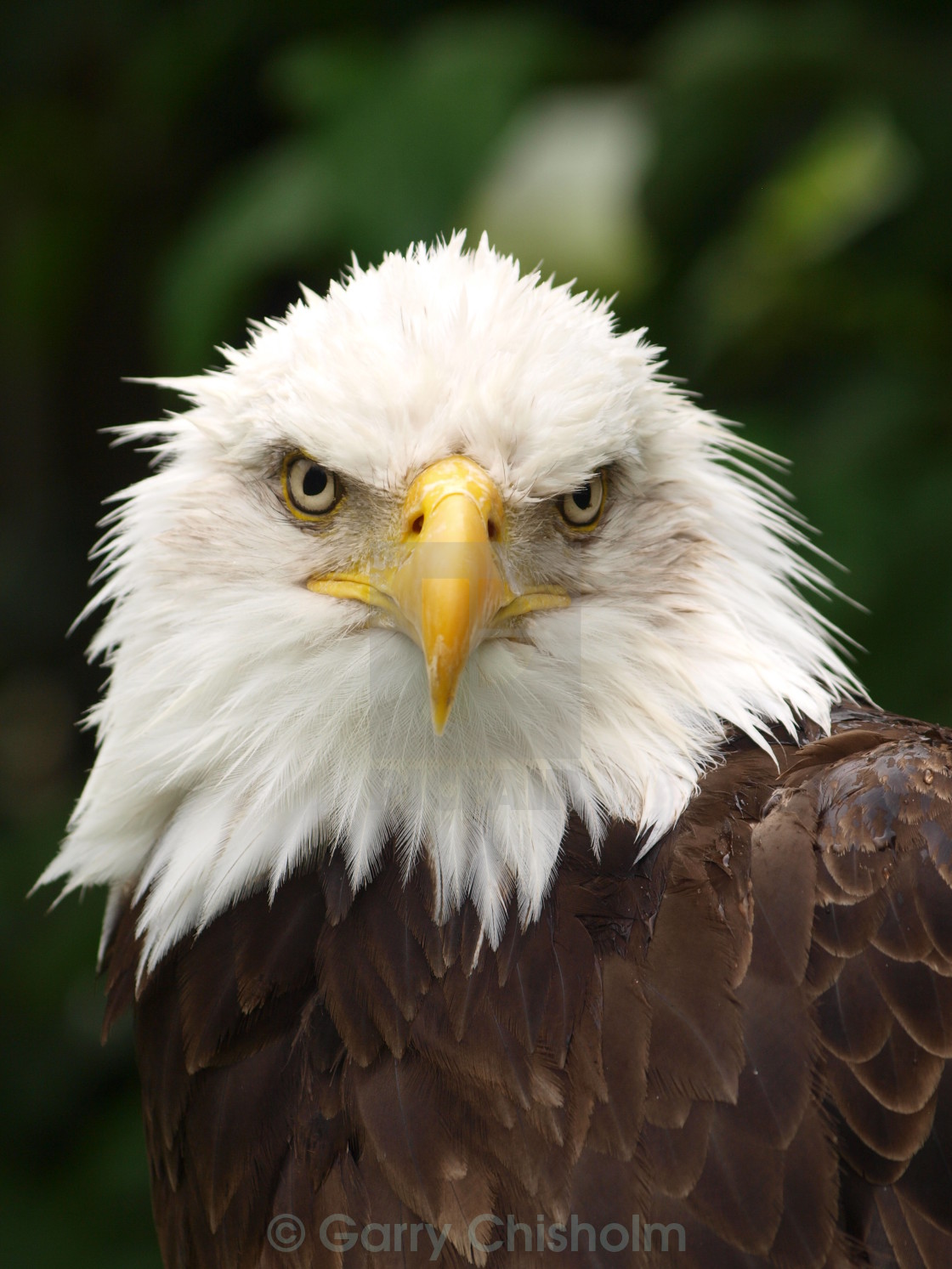 "Bald Eagle" stock image