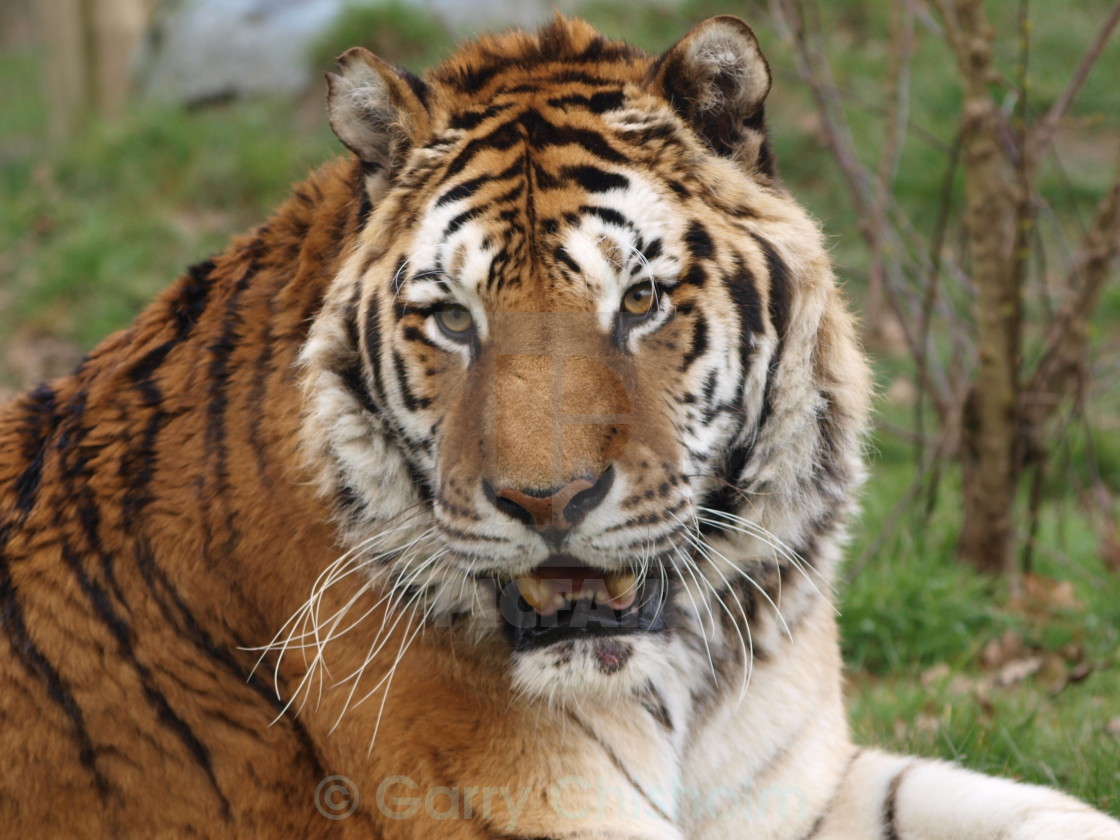 "Siberian Tiger" stock image