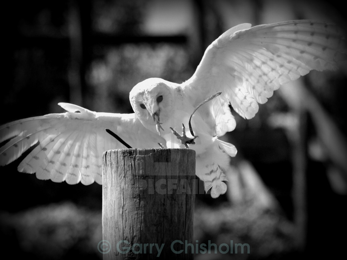 "Barn Owl in flight" stock image