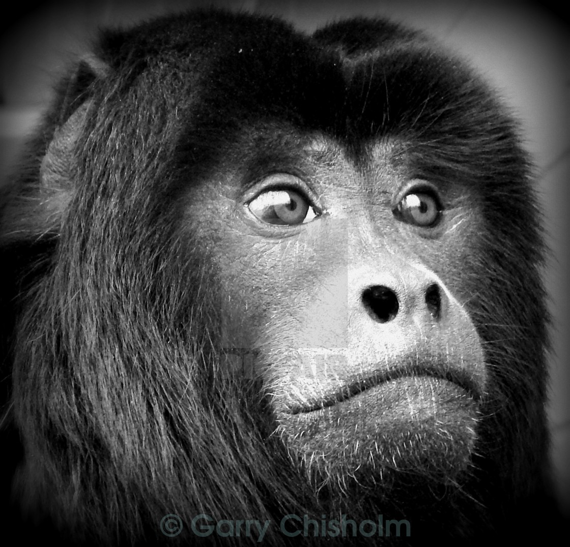 "Gibbon" stock image