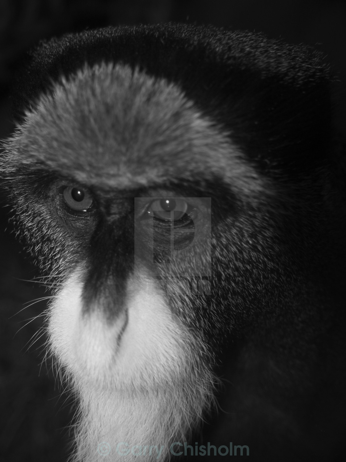 "De Brazza Monkey" stock image