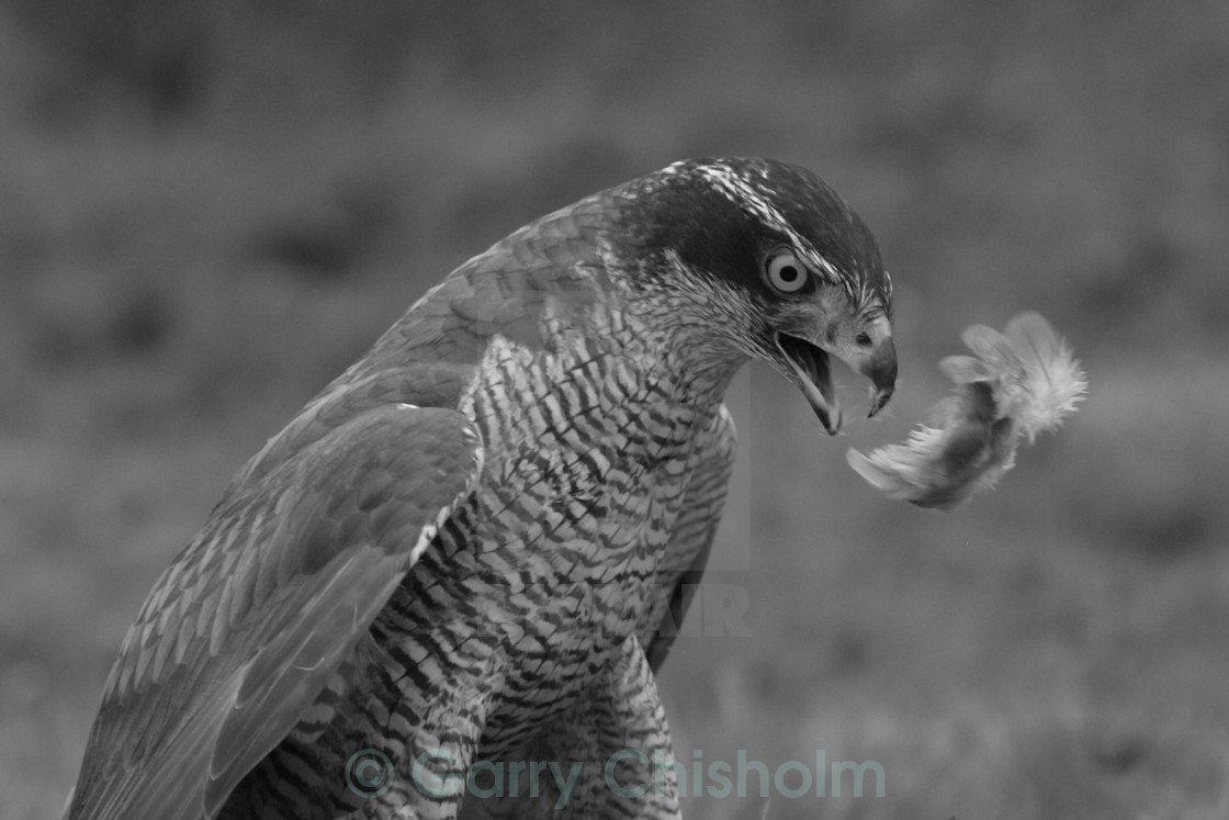 "Spitting feathers" stock image