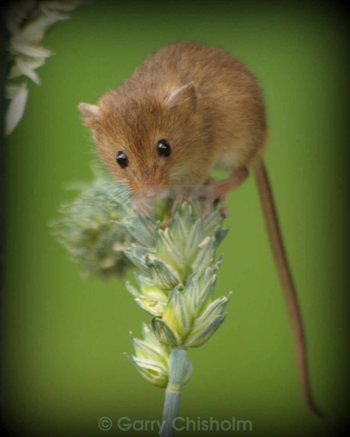 "Harvest Mouse profile" stock image