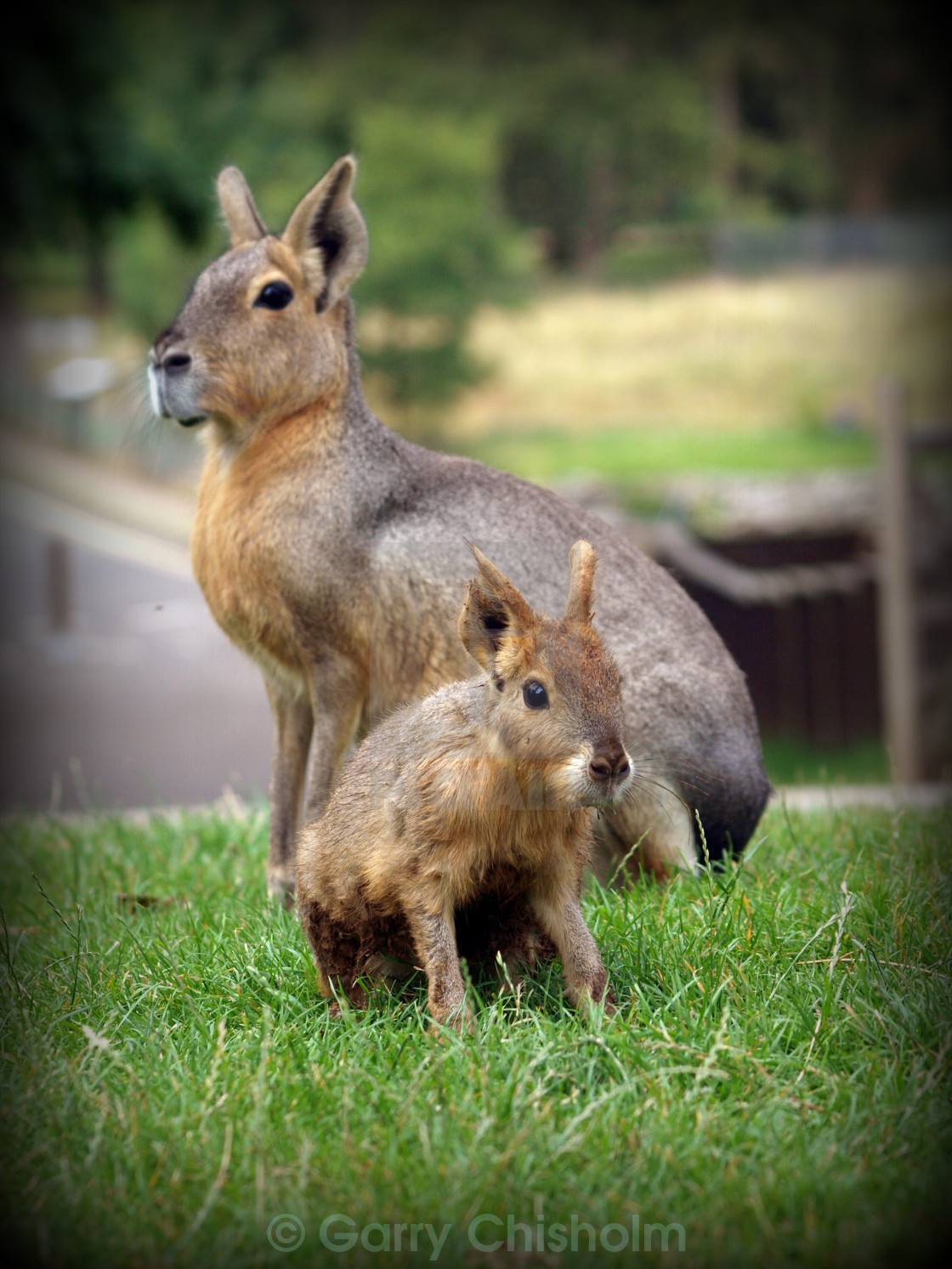 "Patagonian Mara" stock image