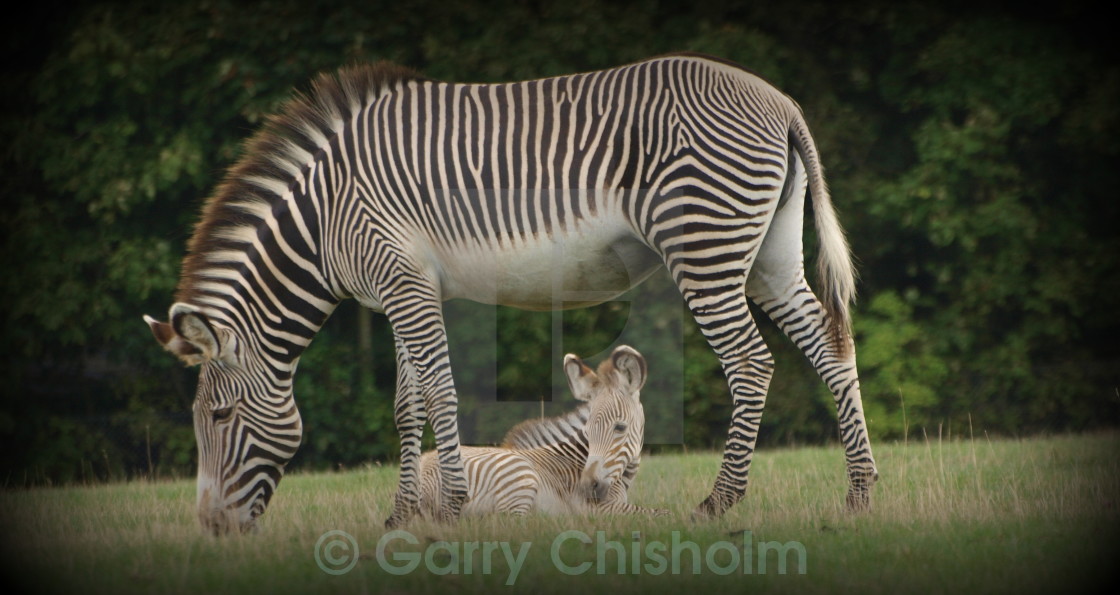 "Zebra and foal" stock image